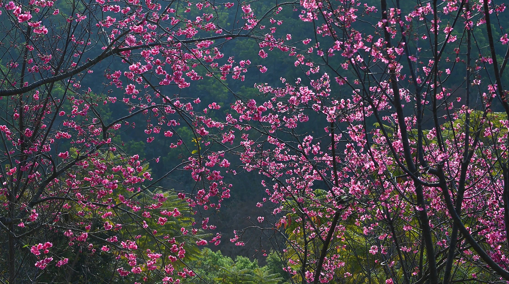 仙湖植物园500多株樱花绽放，花开成海！