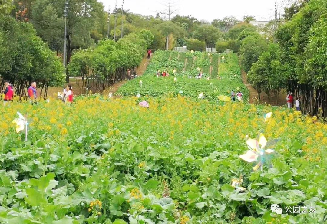 多彩油菜花田惊艳亮相“市民花田”