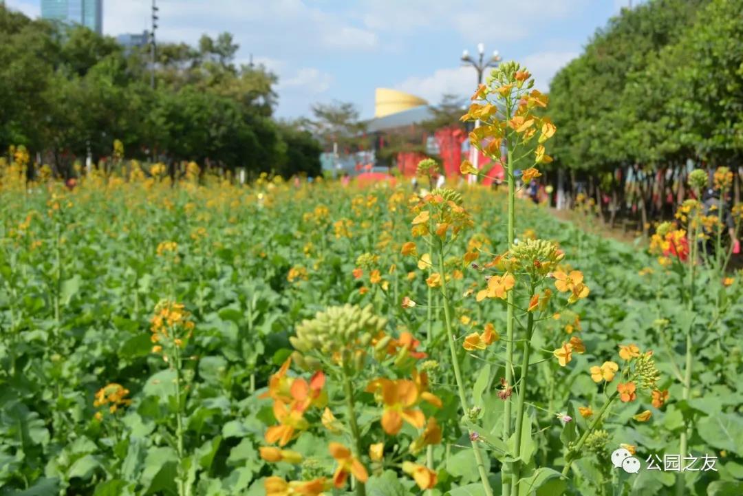 多彩油菜花田惊艳亮相“市民花田”