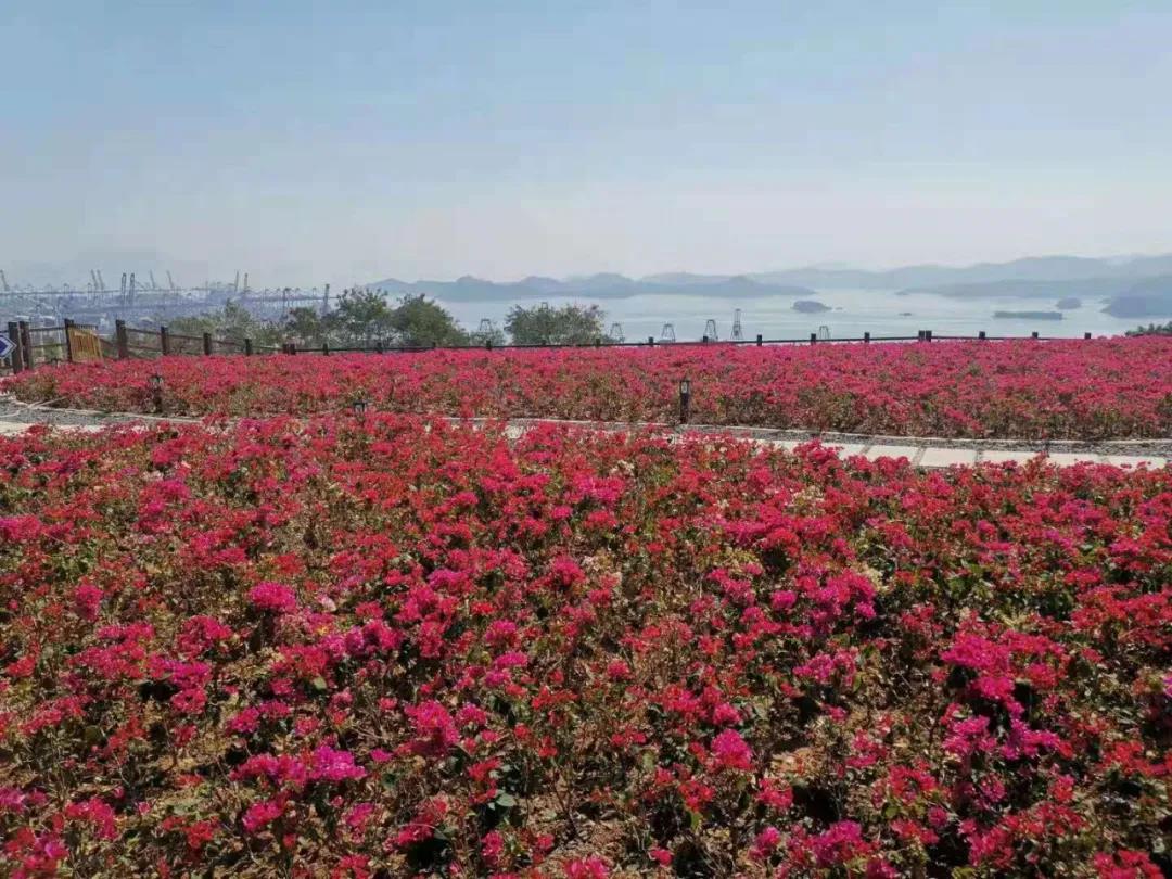 浪漫花海、澄澈水境……半山公园带惊艳绽放！