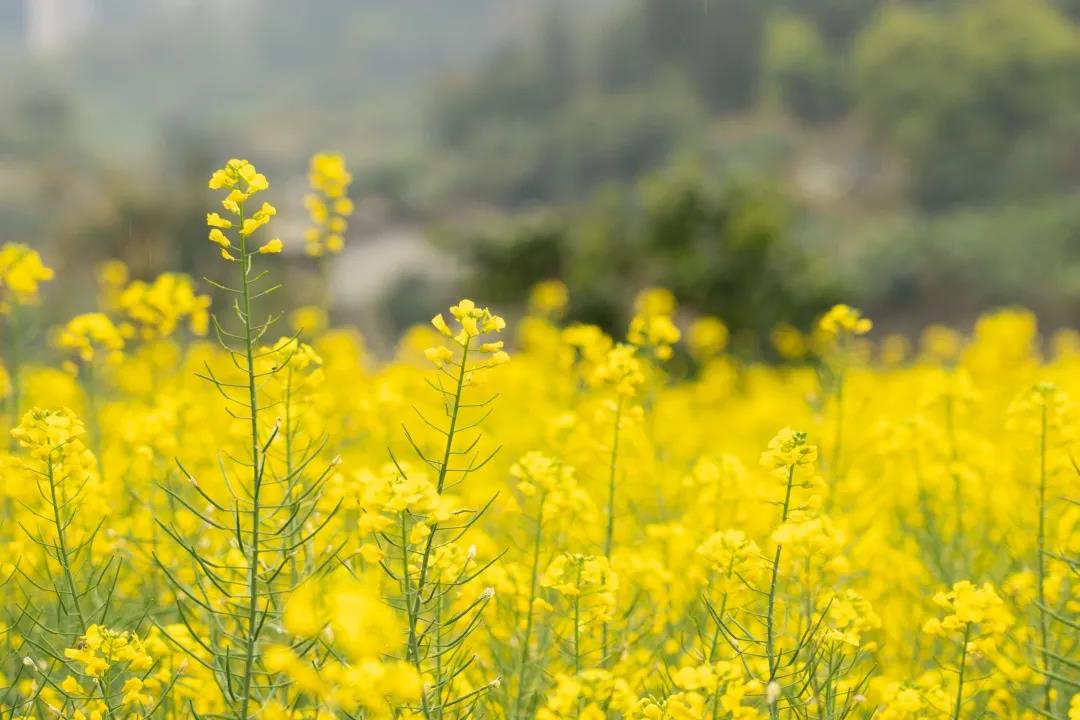 踏春赏花时节，这里有百亩油菜花海，免费开放~