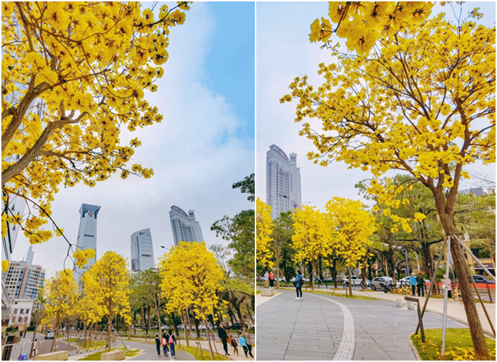 【深圳3月花历】一封来自春天的赏花邀请函