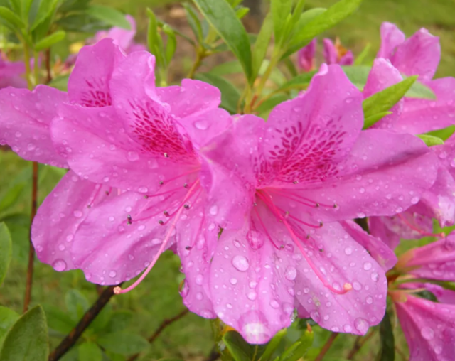 【深圳3月花历】一封来自春天的赏花邀请函