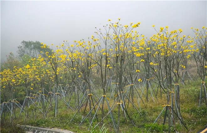 “雾里看花”醉春光 盐田这片黄花风铃木迎盛放期