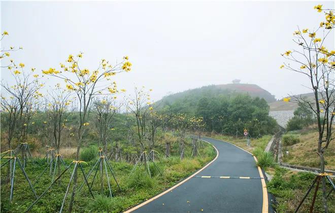 “雾里看花”醉春光 盐田这片黄花风铃木迎盛放期