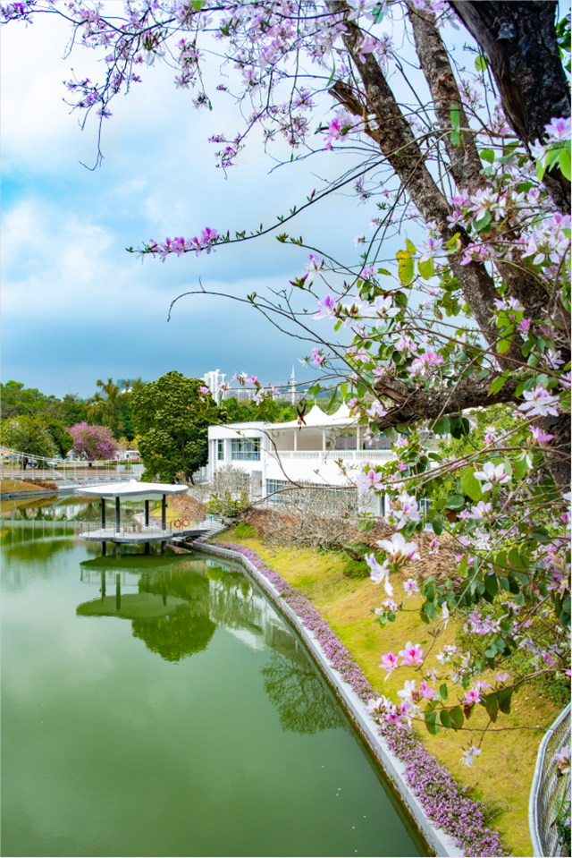 【深圳3月花历】一封来自春天的赏花邀请函