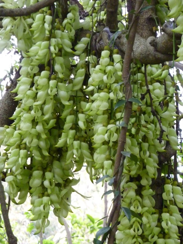 【深圳3月花历】一封来自春天的赏花邀请函