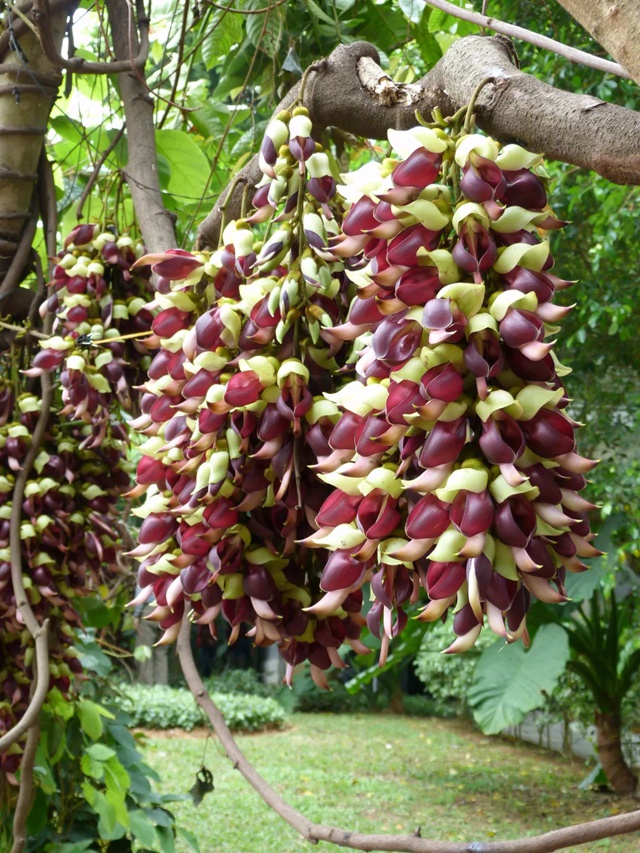 【深圳3月花历】一封来自春天的赏花邀请函