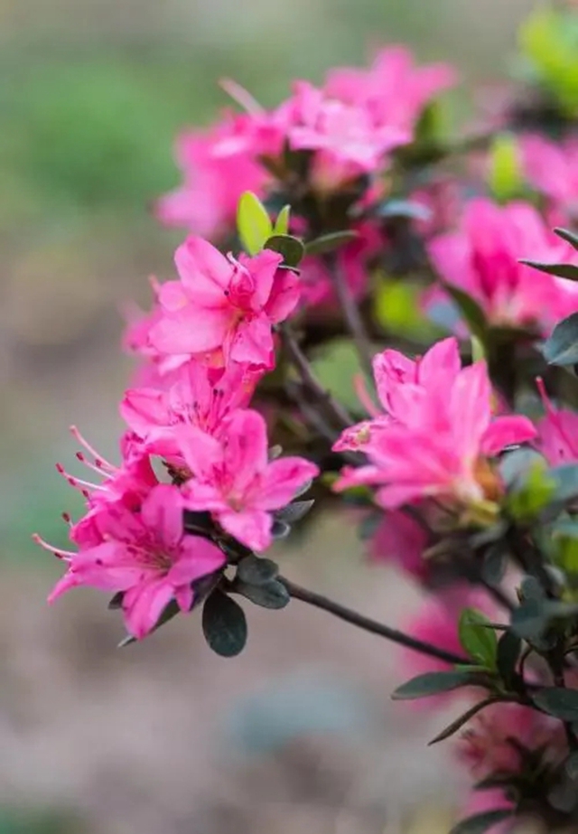 【深圳3月花历】一封来自春天的赏花邀请函