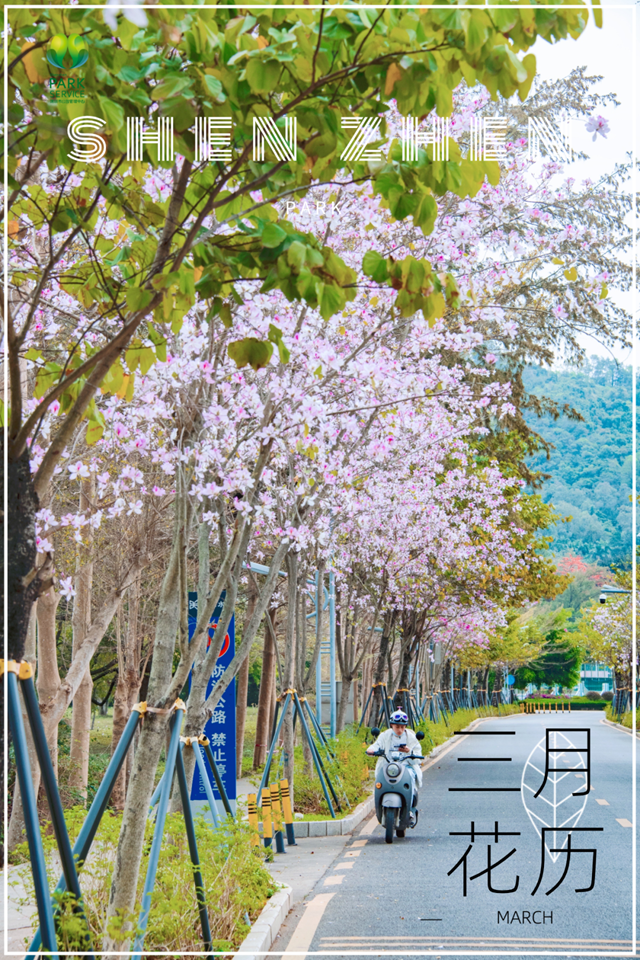 【深圳3月花历】一封来自春天的赏花邀请函