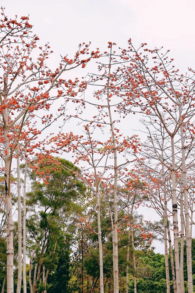 【深圳3月花历】一封来自春天的赏花邀请函