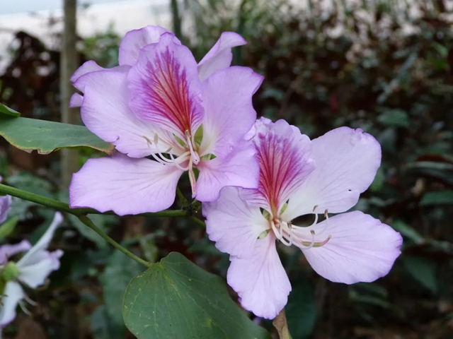 【深圳3月花历】一封来自春天的赏花邀请函