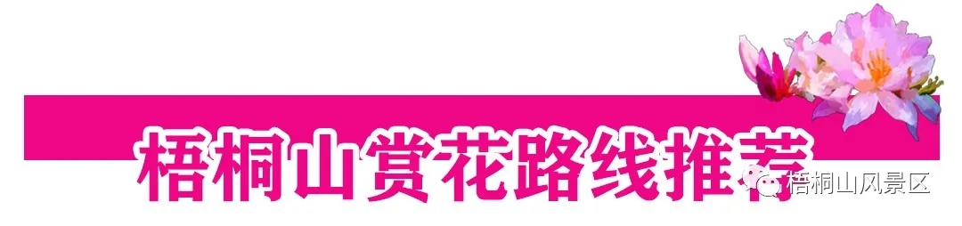 021梧桐山第六届毛棉杜鹃花会正式开幕！"