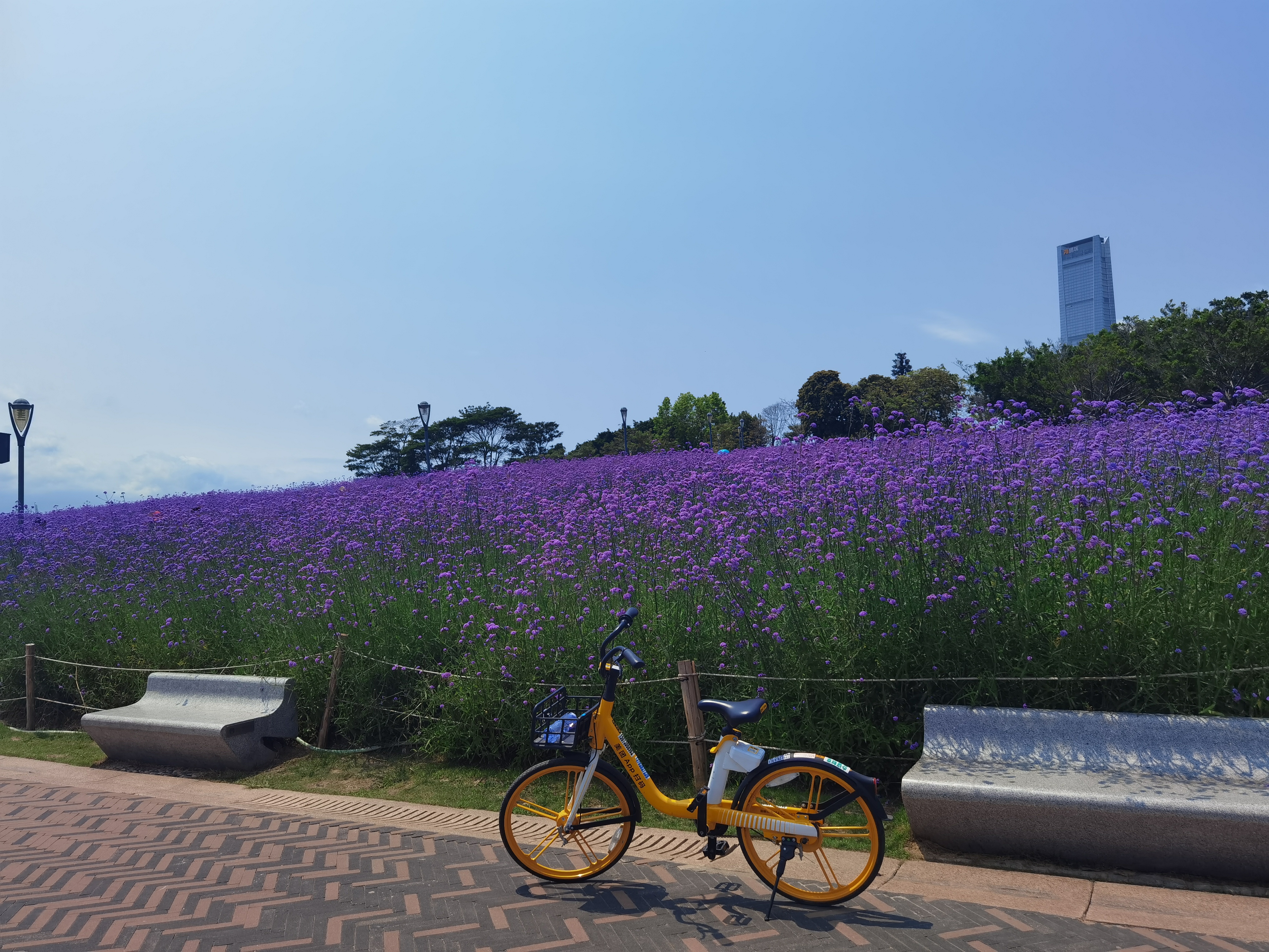 面朝大海，春暖花开，深圳湾这片紫色花海又开啦~~