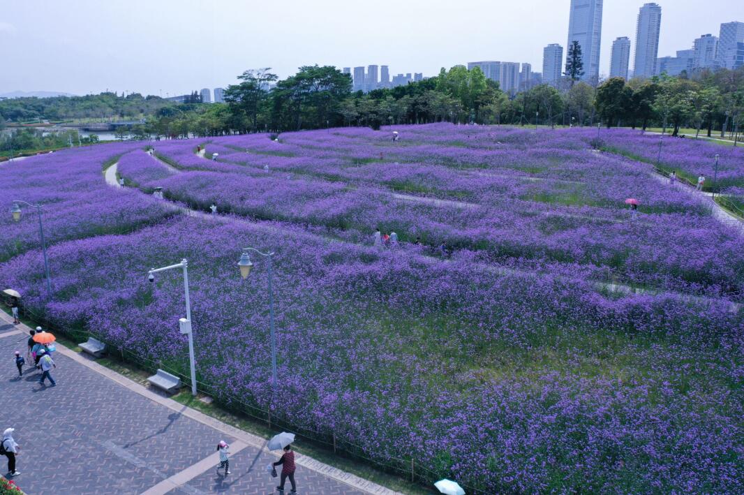 面朝大海，春暖花开，深圳湾这片紫色花海又开啦~~