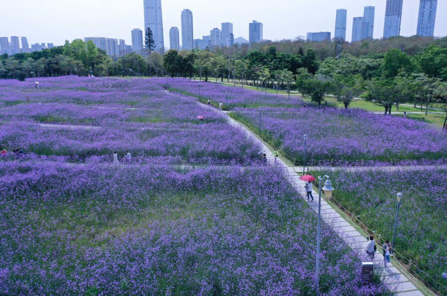 面朝大海，春暖花开，深圳湾这片紫色花海又开啦~~