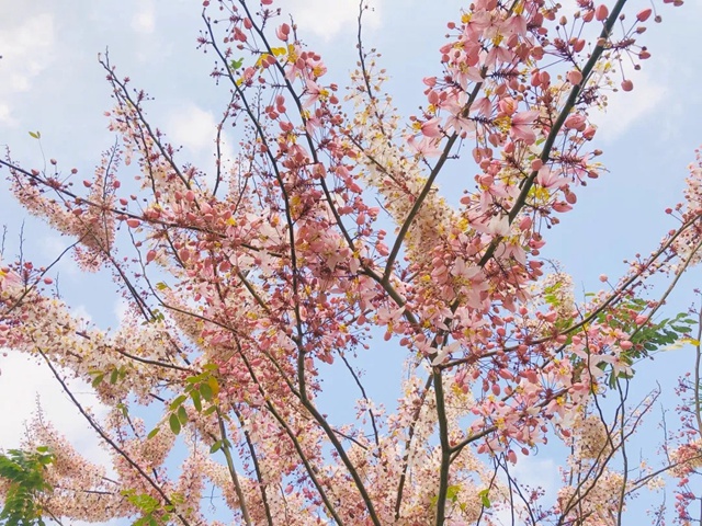 深圳四月花历！人间四月天，赴一场春日之约