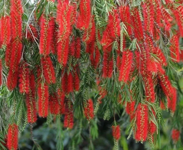 深圳四月花历！人间四月天，赴一场春日之约