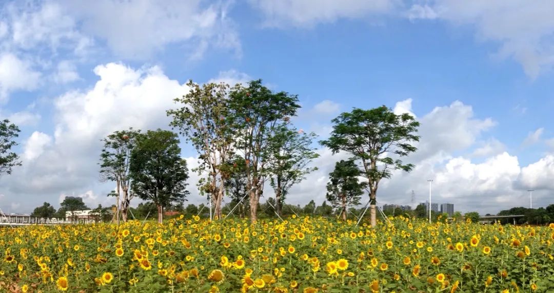 水边漫步，踏花而行！光明区楼村湿地公园再度开园，等你来打卡！