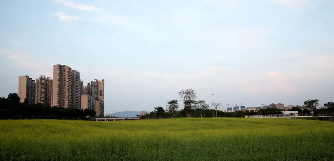 水边漫步，踏花而行！光明区楼村湿地公园再度开园，等你来打卡！