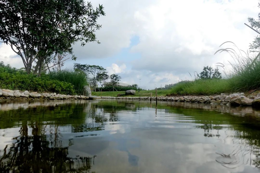 水边漫步，踏花而行！光明区楼村湿地公园再度开园，等你来打卡！