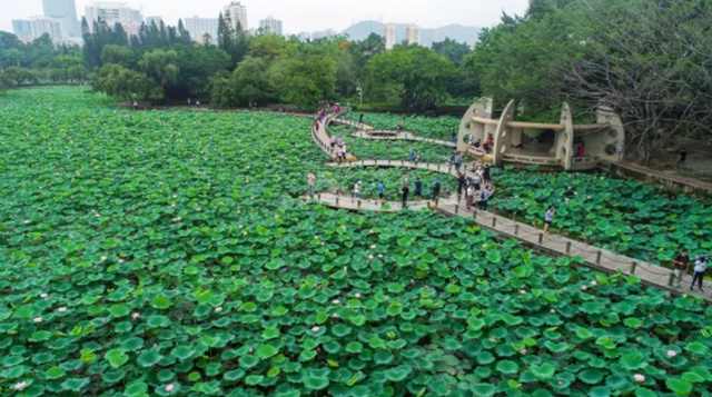 洪湖公园百亩荷花即将盛放！和夏天来个约会吧~