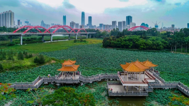 洪湖公园百亩荷花即将盛放！和夏天来个约会吧~