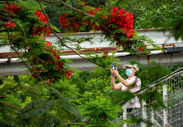 【深圳5月花历】立夏已过，花开更繁，来公园赏花吧