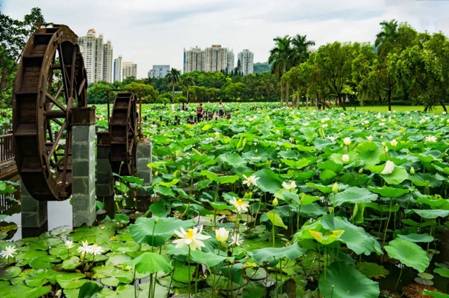 洪湖公园百亩荷花即将盛放！和夏天来个约会吧~