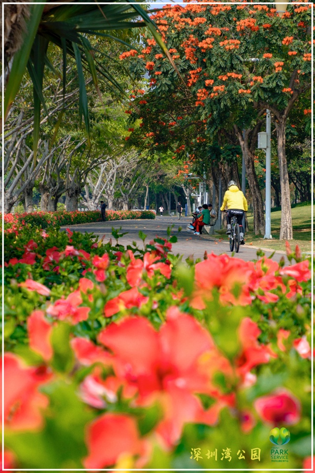 【深圳5月花历】立夏已过，花开更繁，来公园赏花吧