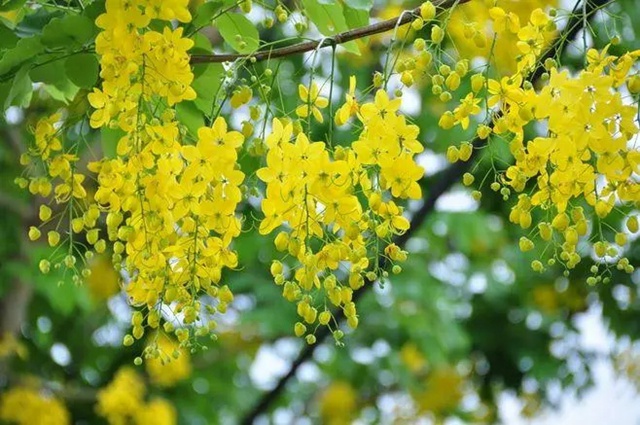 【深圳5月花历】立夏已过，花开更繁，来公园赏花吧
