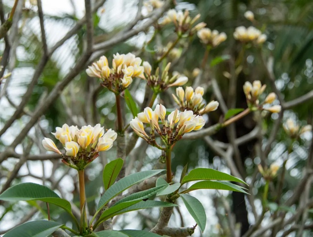 【深圳5月花历】立夏已过，花开更繁，来公园赏花吧