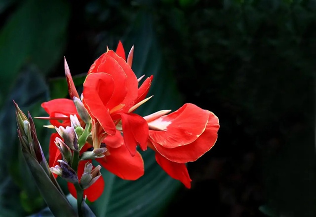 【深圳5月花历】立夏已过，花开更繁，来公园赏花吧