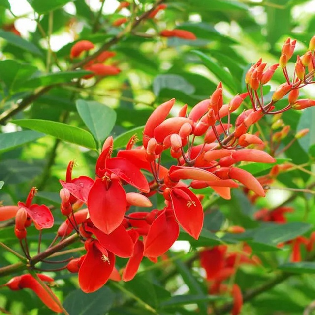 【深圳5月花历】立夏已过，花开更繁，来公园赏花吧