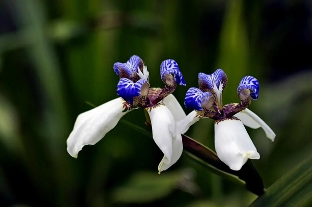 【深圳5月花历】立夏已过，花开更繁，来公园赏花吧