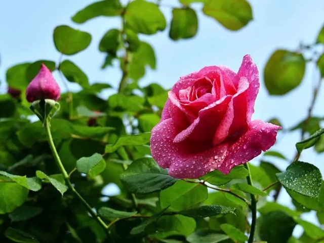 【深圳5月花历】立夏已过，花开更繁，来公园赏花吧