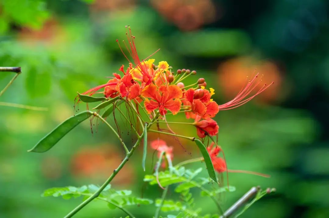 深圳八月花历丨随着花开的脚步，奏响公园里的“夏日狂想曲”