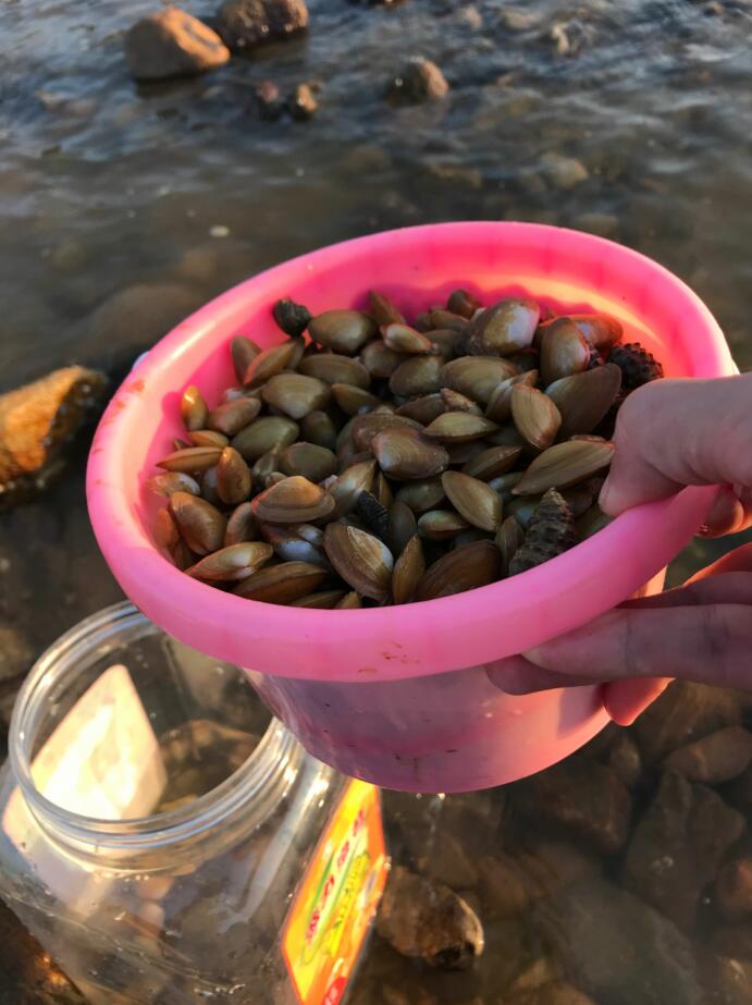 深圳也能赶海？坝光赶海，花甲，螃蟹，青口随手抓！