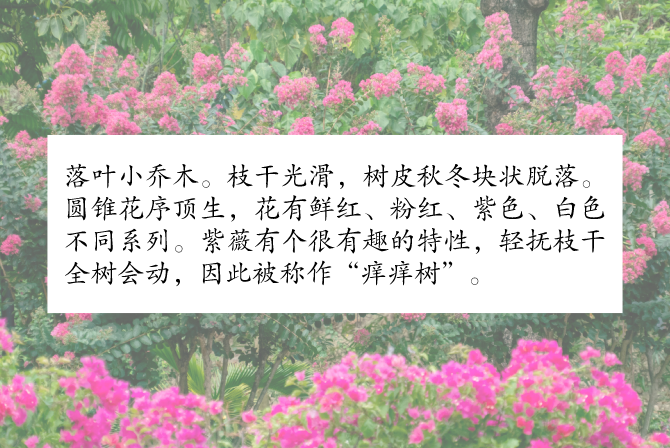 深圳八月花历丨随着花开的脚步，奏响公园里的“夏日狂想曲”