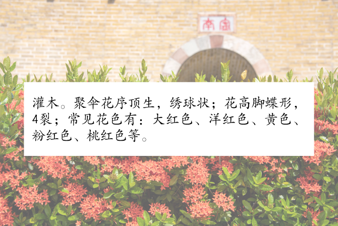 深圳八月花历丨随着花开的脚步，奏响公园里的“夏日狂想曲”