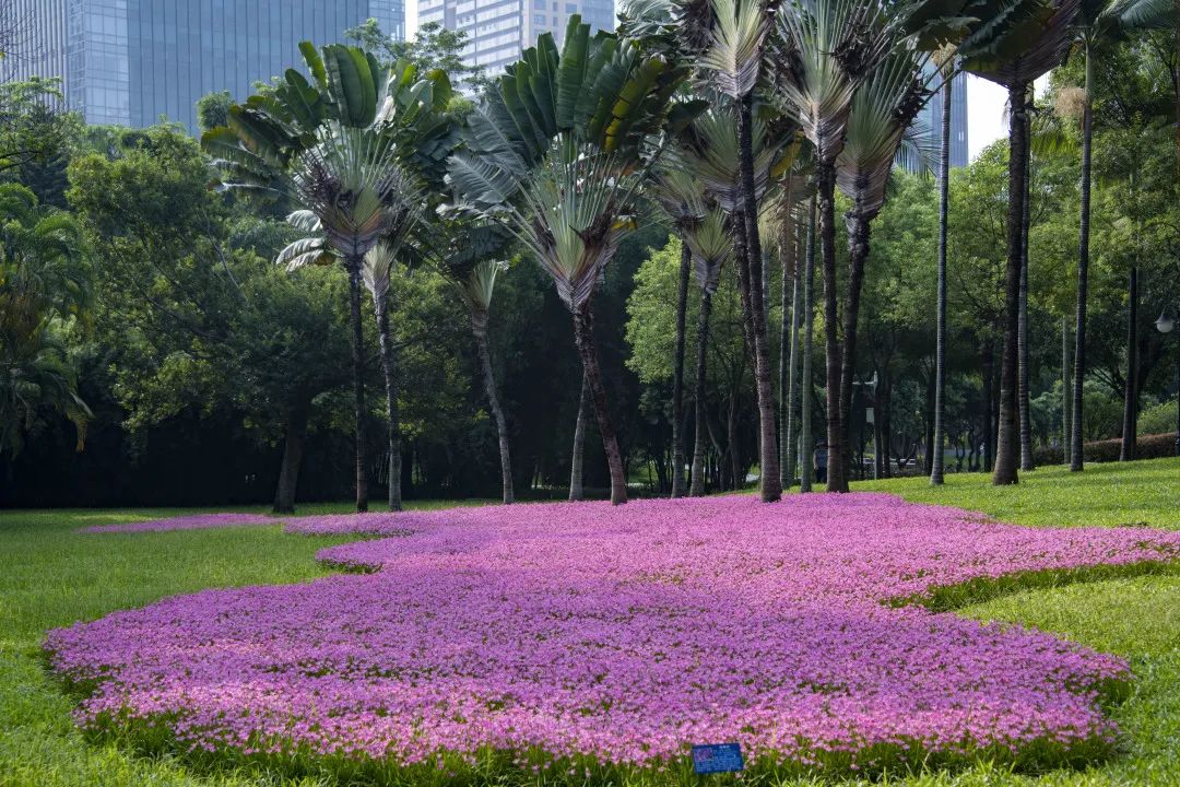 深圳八月花历丨随着花开的脚步，奏响公园里的“夏日狂想曲”