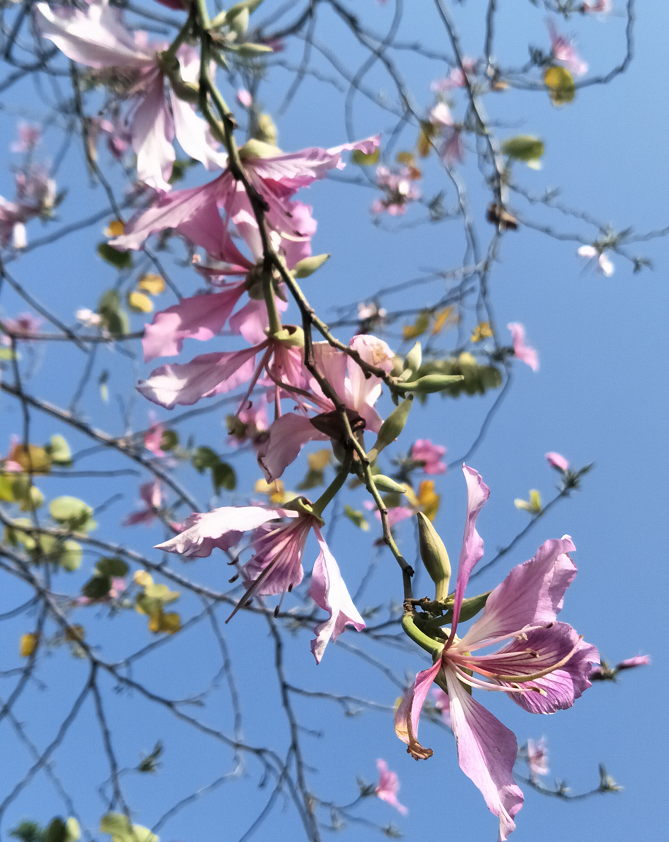 十月花历 | 金秋十月丰收季，千园之城鲜花艳