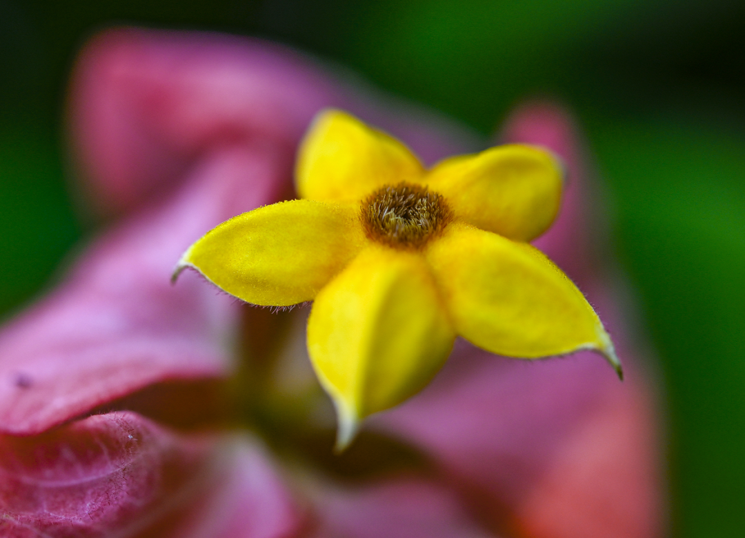 十月花历 | 金秋十月丰收季，千园之城鲜花艳