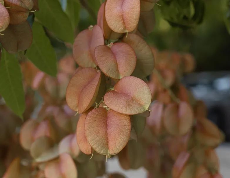 十月花历 | 金秋十月丰收季，千园之城鲜花艳