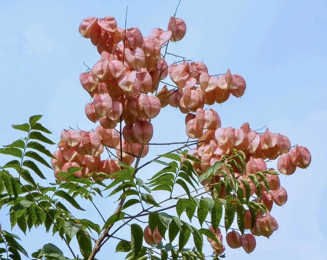 十月花历 | 金秋十月丰收季，千园之城鲜花艳