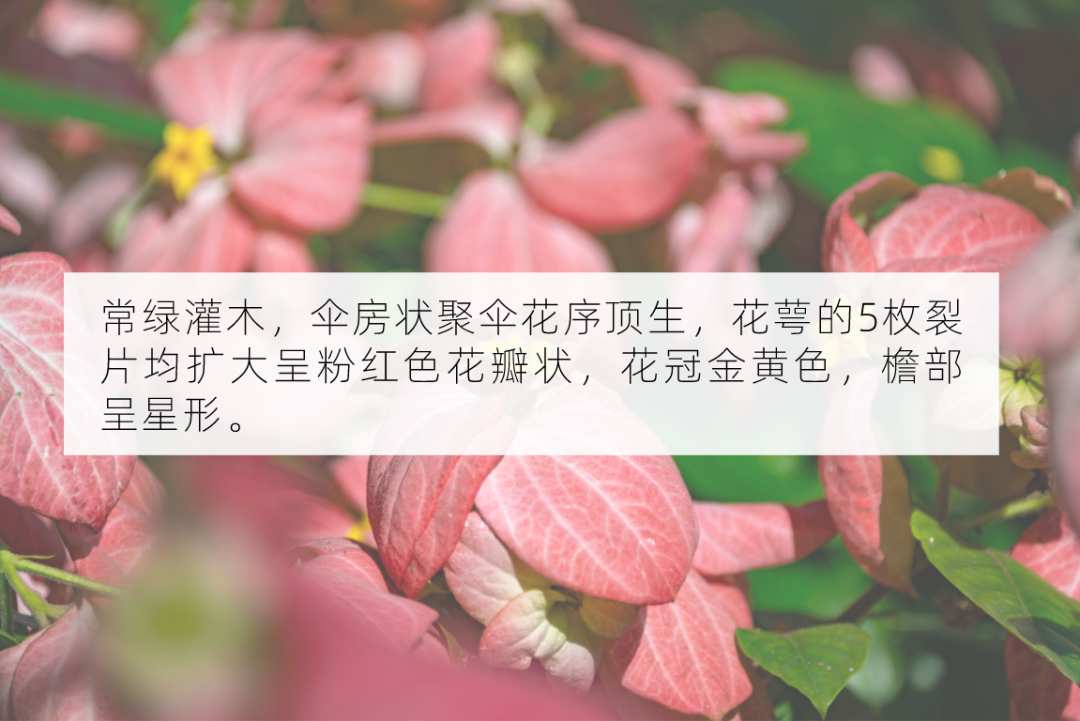 十月花历 | 金秋十月丰收季，千园之城鲜花艳