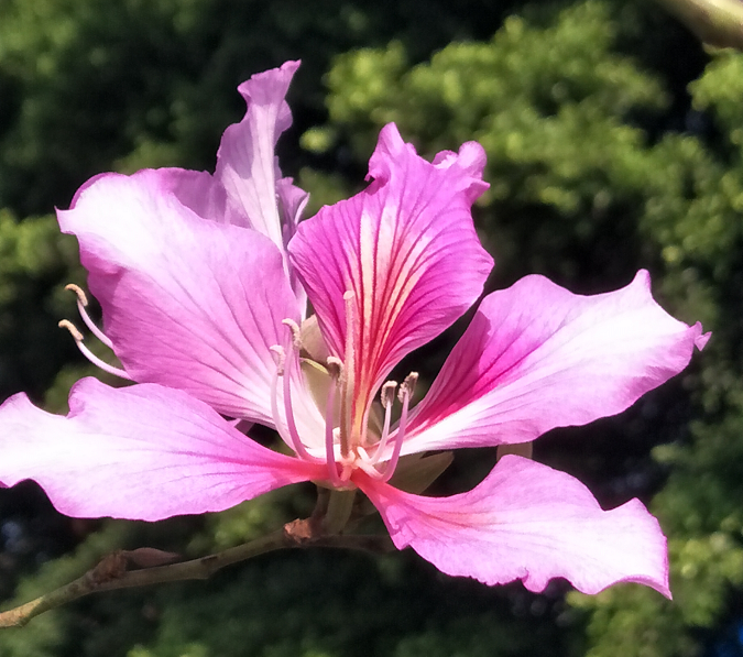 十月花历 | 金秋十月丰收季，千园之城鲜花艳