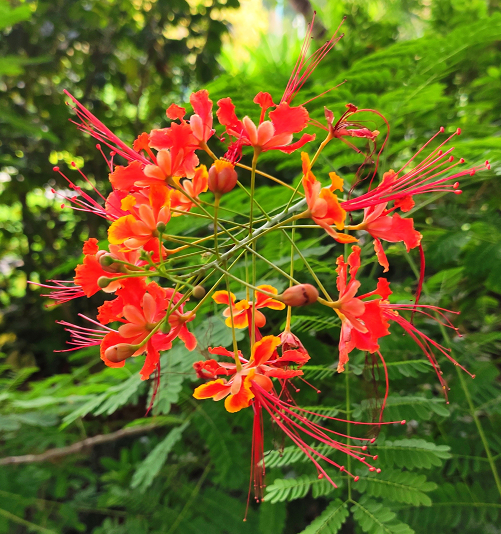 十月花历 | 金秋十月丰收季，千园之城鲜花艳