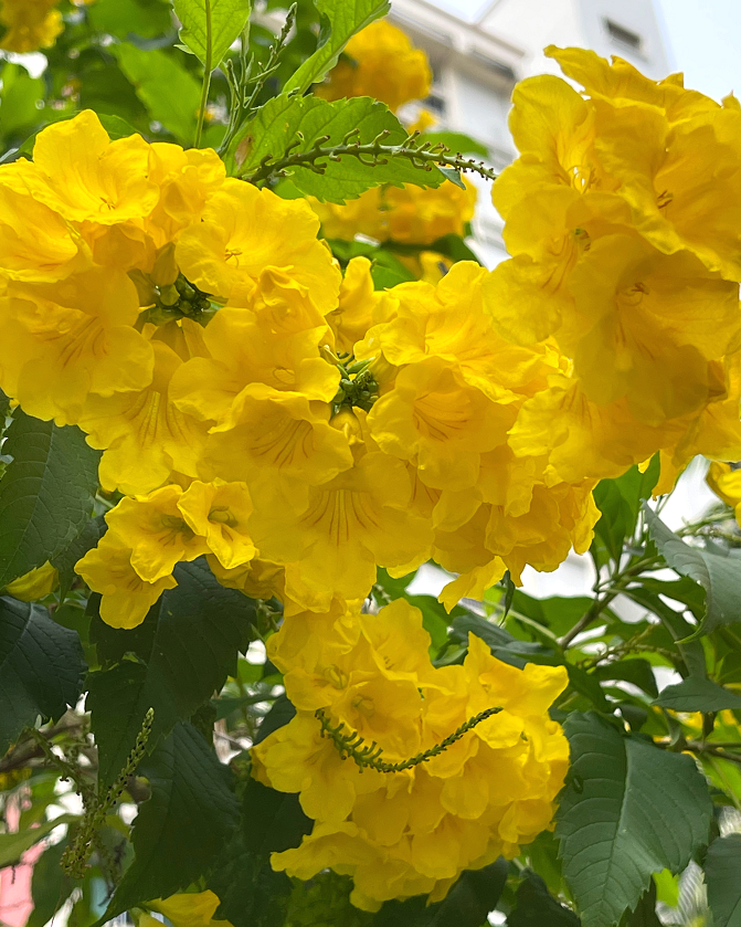 十月花历 | 金秋十月丰收季，千园之城鲜花艳