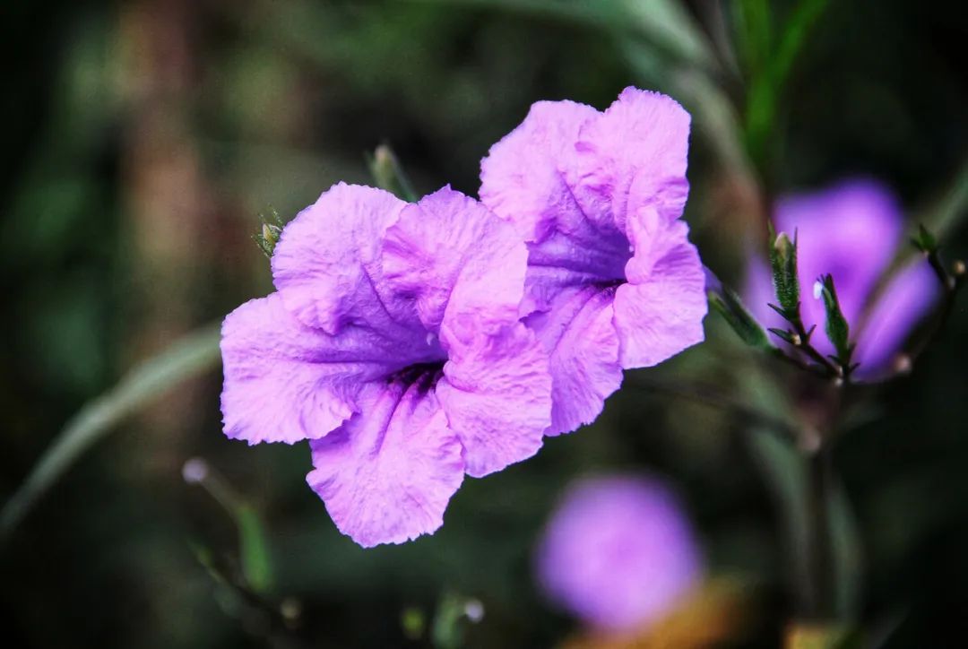 十月花历 | 金秋十月丰收季，千园之城鲜花艳